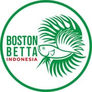 Boston Betta